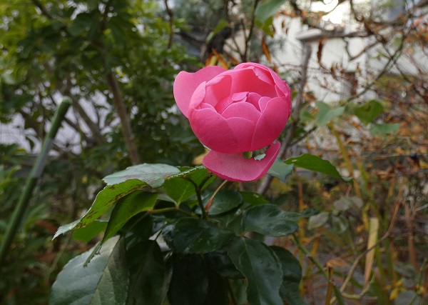 冬薔薇からの思い出綴り 西遠女子学園校長ブログ